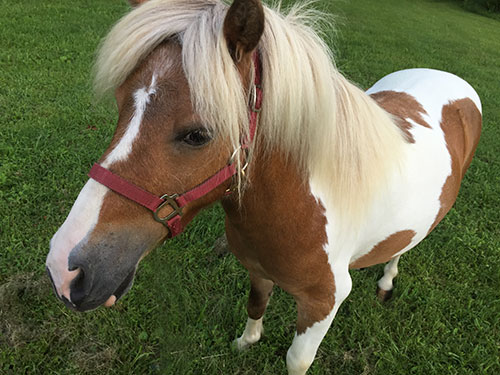 Pony Rentals at the Farm