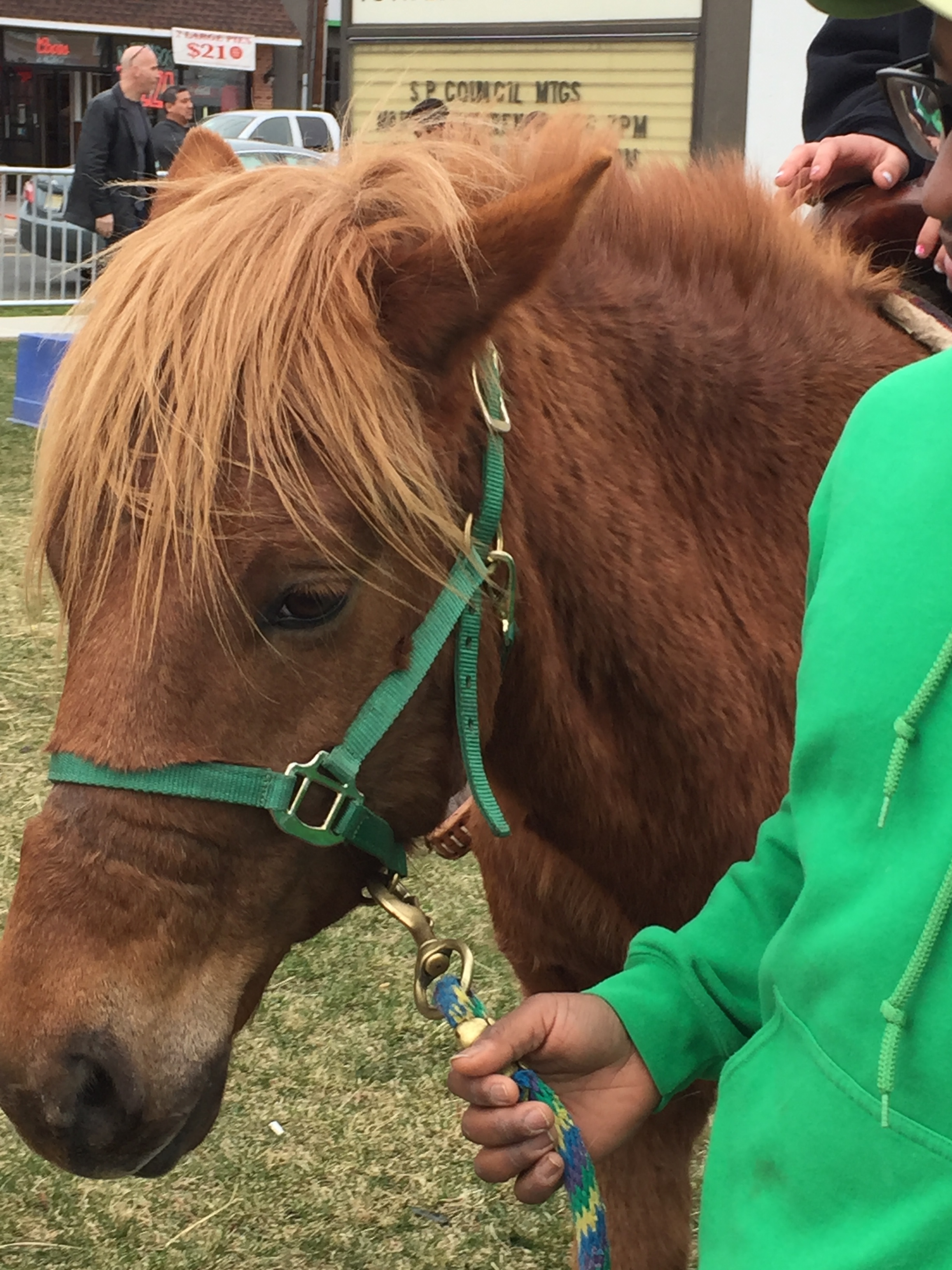 St. Patrick's Day festival close up of Pie the pony