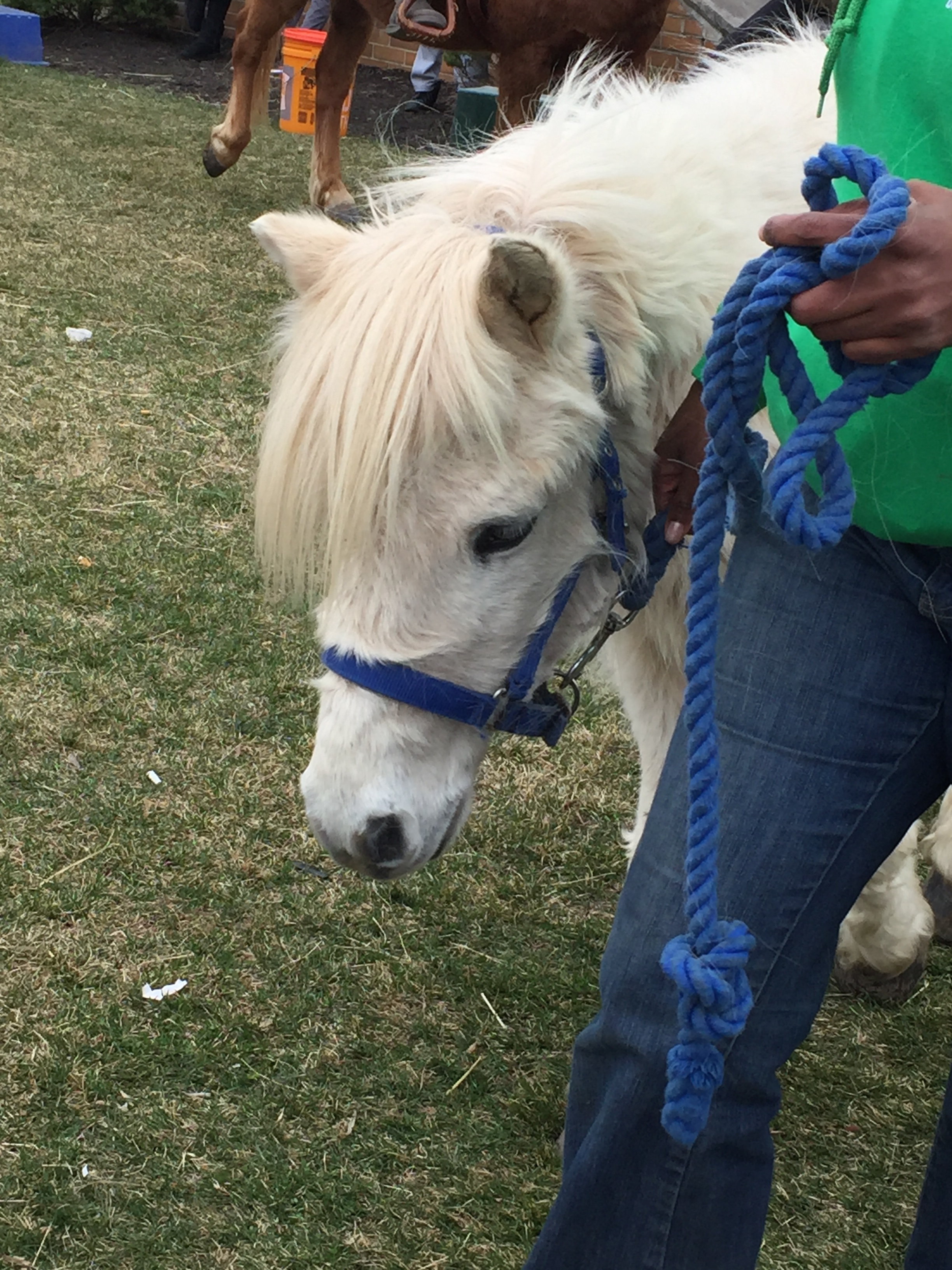 St. Patrick's Day festival photo op with Whitetale the pony